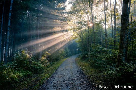 What is Forest Bathing?