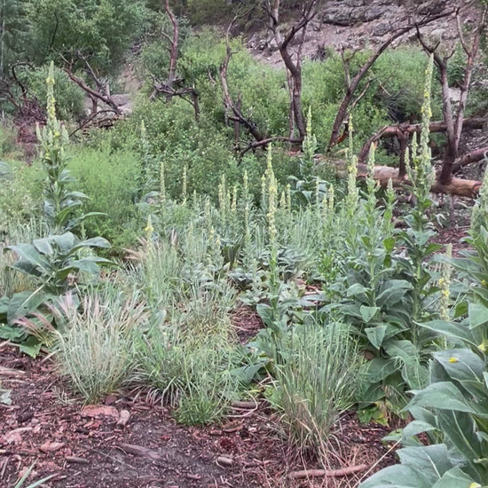 Video of various wild plants including mullein plants