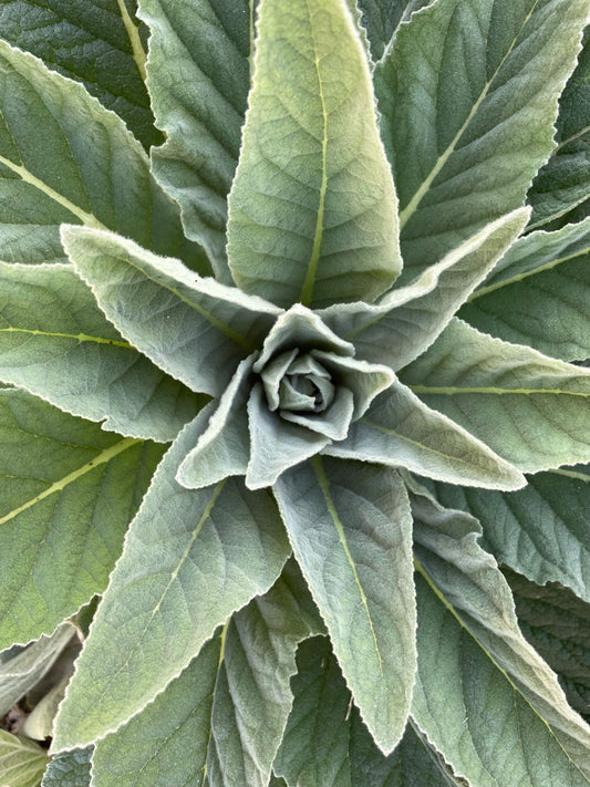 Mullein:  A Definitive Health Guide & A Historical Perspective