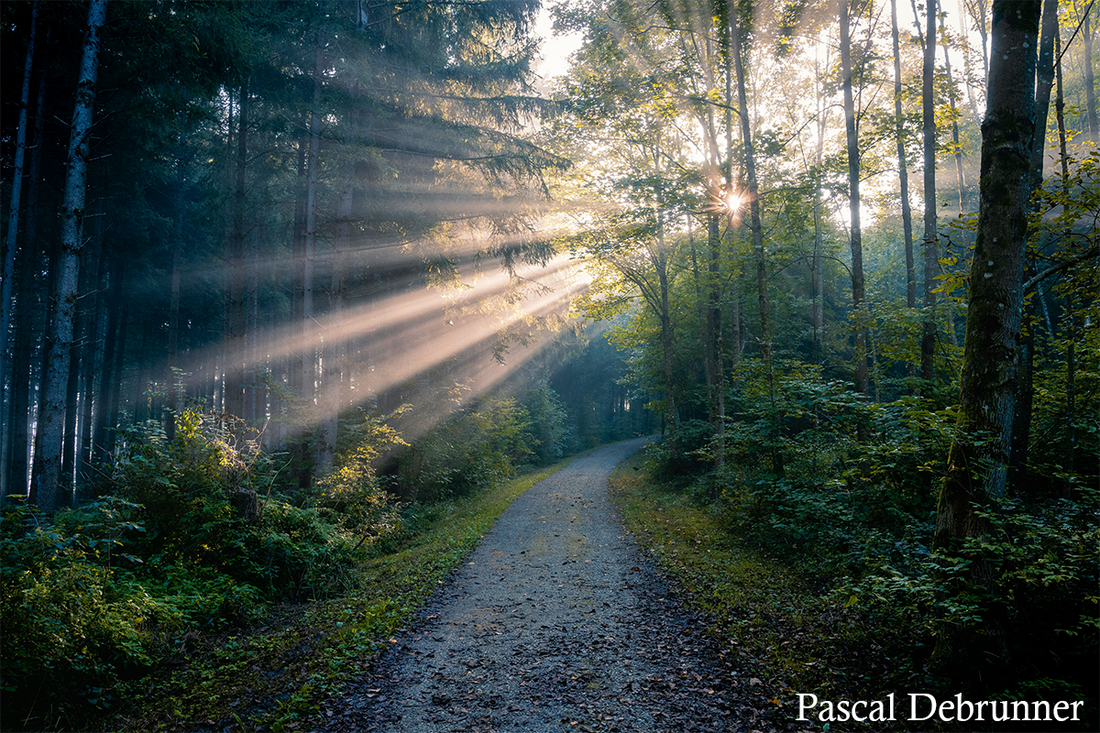What is Forest Bathing?
