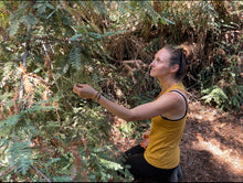 Load image into Gallery viewer, Tanna kneeling on a bed of pine needles inspecting forest greens to use in Forest Salve
