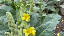 Load image into Gallery viewer, Mullein Salve
