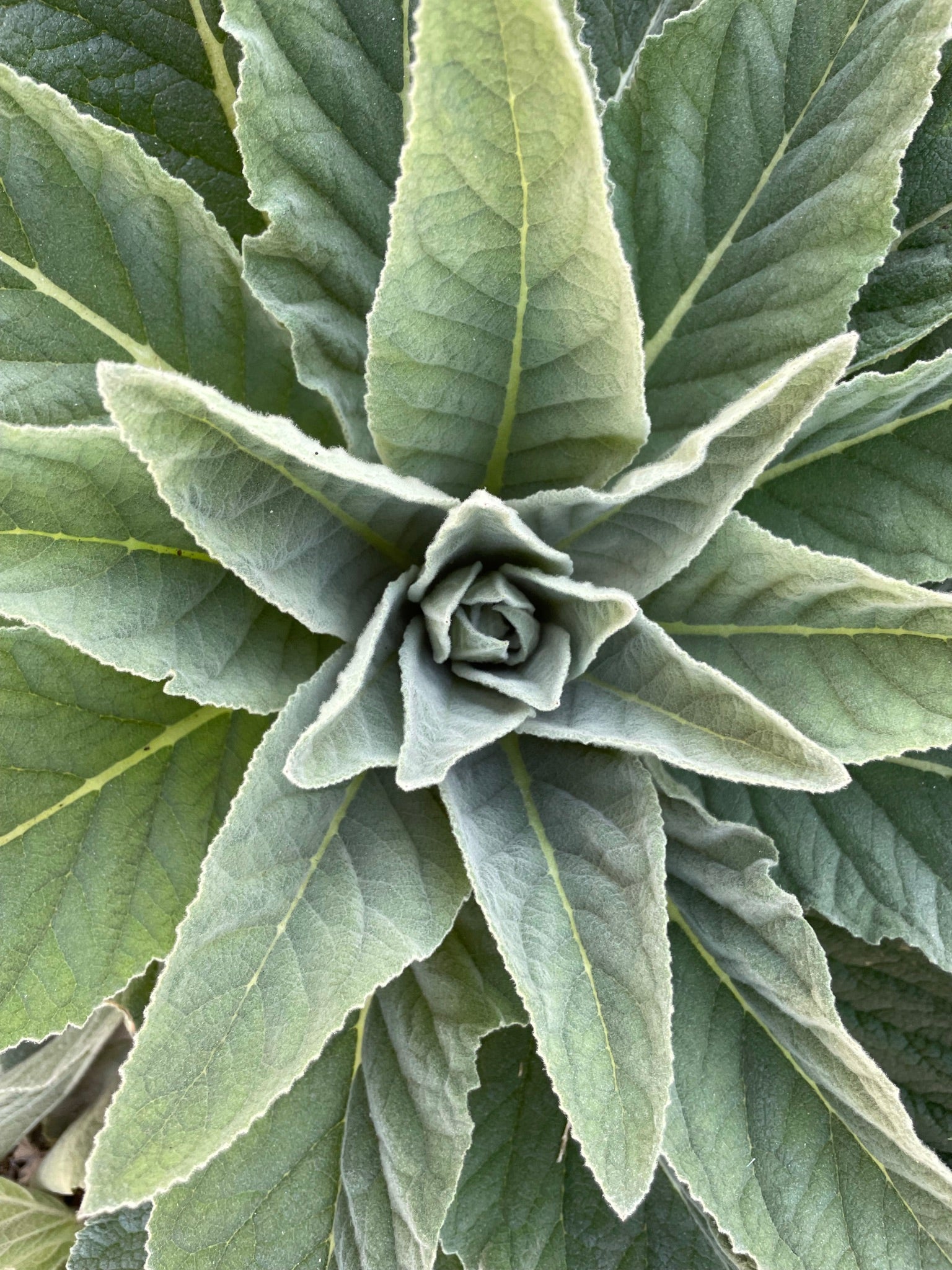 A mullein plant looking down on it from above