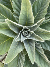 Load image into Gallery viewer, A mullein plant looking down on it from above
