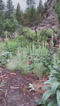 Load and play video in Gallery viewer, Video of various wild plants including mullein plants
